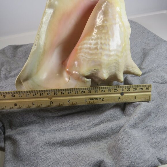Large REAL Conch Sea Shell 10" tall 8" wide has some chips Tan pink white outer - Picture 4 of 10